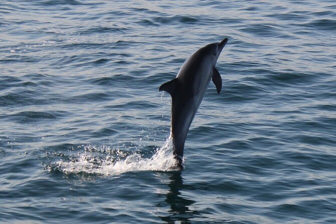 Dolphin Watching in Gibraltar Dolphin Safari V.I.P - What the hour feels like from start to finish