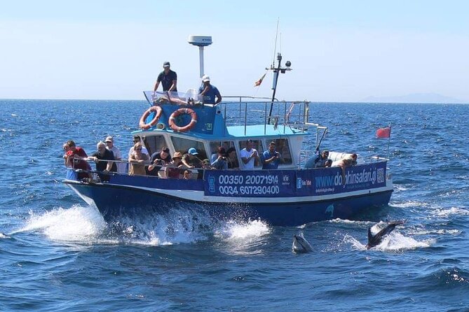 Dolphin Watching in Gibraltar Dolphin Safari V.I.P - Price, value, and the few limits