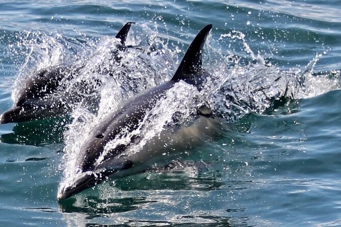 Dolphin Watching in Gibraltar Dolphin Safari V.I.P - Who should book the Dolphin Safari?