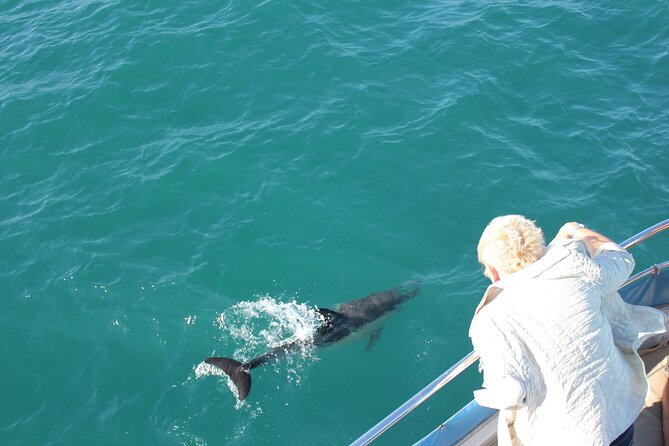 Dolphin Watching in Gibraltar Dolphin Safari V.I.P - Finding wild dolphins near Gibraltar