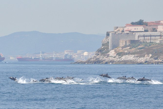 Dolphin Watching in Gibraltar & Fast Track Priority Cable Car - The 75-minute dolphin cruise