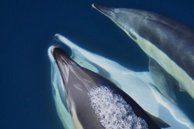 Dolphin Watching in Gibraltar & Fast Track Priority Cable Car