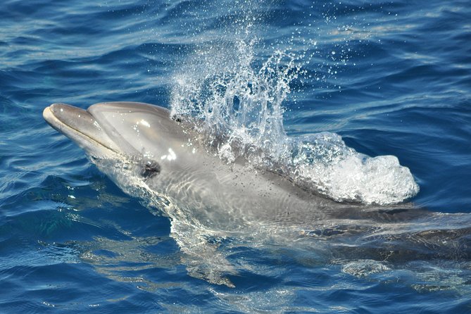 Dolphin Watching in Gibraltar & Fast Track Priority Cable Car - Why the cable car can be frustrating