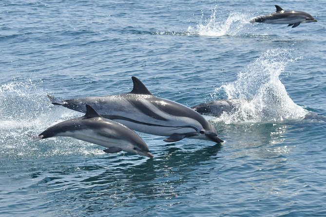 Dolphin Watching in Gibraltar & Fast Track Priority Cable Car - Family value and group size