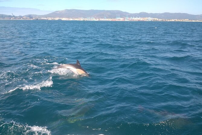Dolphin Watching in Gibraltar with Dolphin Safari - What the one-hour route feels like