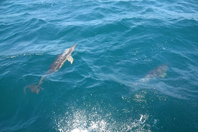 Dolphin Watching in Gibraltar with Dolphin Safari - Dolphins are the main event