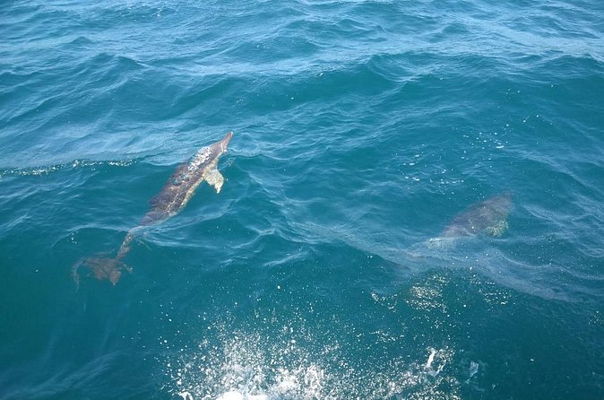 Dolphin Watching in Gibraltar with Dolphin Safari - Who will enjoy this Gibraltar boat trip?