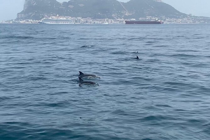 Dolphin Watching in Gibraltar with Dolphin Safari - Timing, weather, and cancellation rules