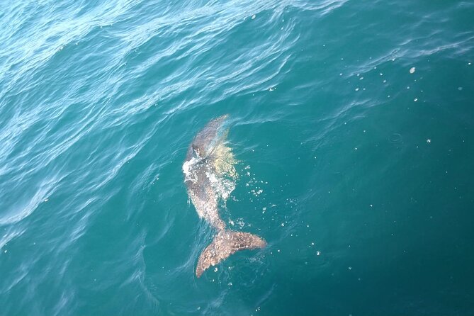 Dolphin Watching in Gibraltar with Dolphin Safari - Small boat comfort and the diesel issue