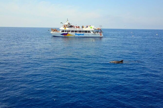 Dolphin Watching in Mallorca (Paguera) - Key points to know before you book