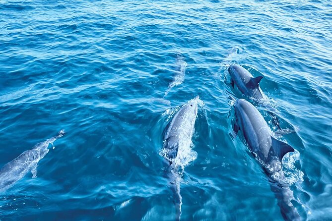 Dolphin Watching in Mallorca (Paguera) - The boat, facilities, and comfort level