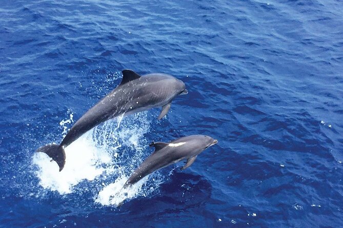 Dolphin Watching in Mallorca (Paguera) - Is $48.27 good value?