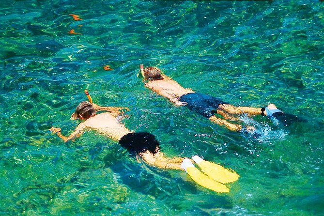 Dolphin Watching in Mallorca (Paguera) - Timing, cancellation, and simple planning tips