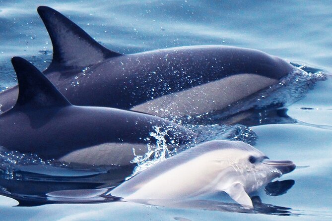 Dolphin-Watching in Marina de Lagos - Leaving Lagos for the Atlantic