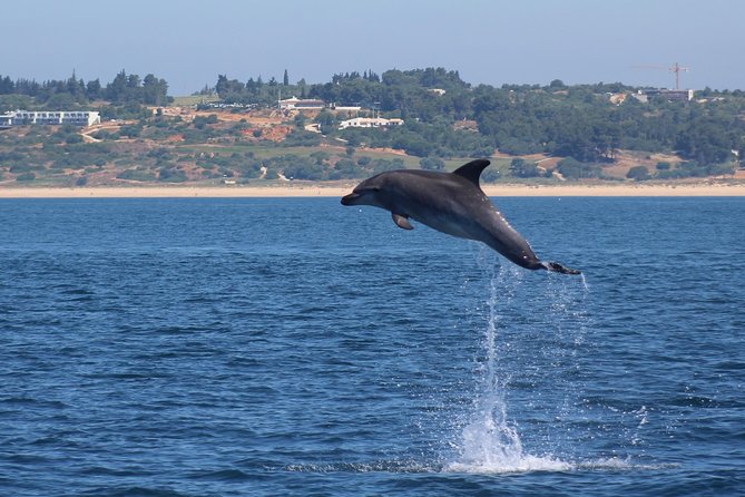 Dolphin-Watching in Marina de Lagos - The skippers make the difference