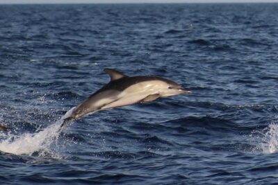 Dolphin-Watching in Marina de Lagos