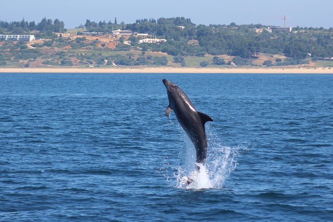 Dolphin-Watching in Marina de Lagos - How exciting, and how rough, is the ride?