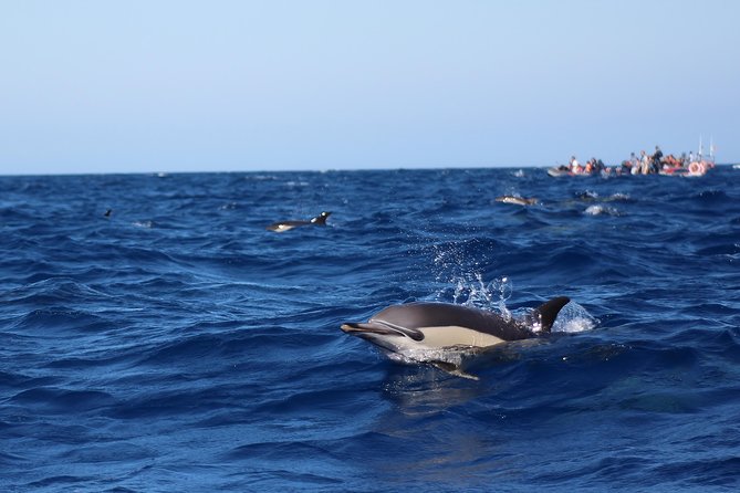 Dolphin-Watching in Marina de Lagos - What you get for $41.13