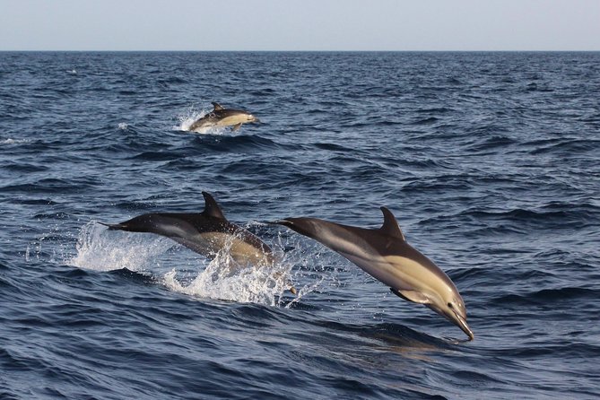 Dolphin-Watching in Marina de Lagos - Who will enjoy this most?