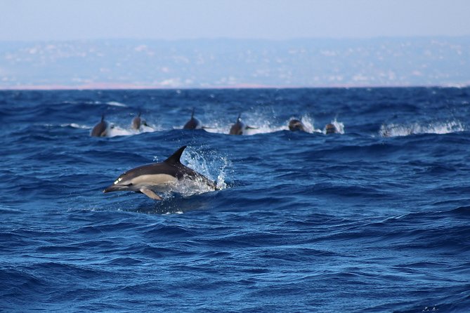 Dolphin-Watching in Marina de Lagos - Practical choices that improve your outing