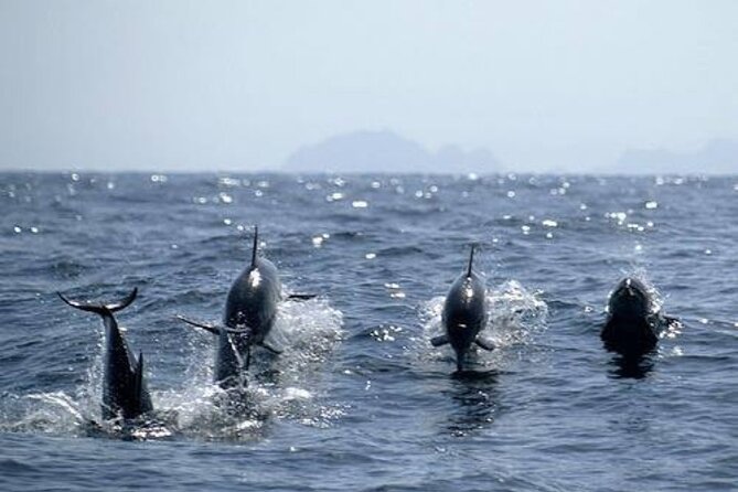 Dolphin Watching in Muscat - The Boat Ride and Comfort Level