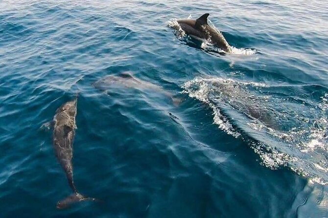 Dolphin Watching in Muscat - Should You Book Dolphin Watching in Muscat?