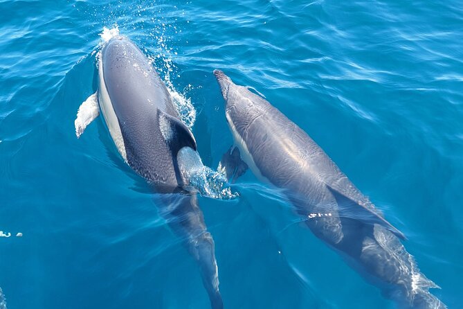 Dolphin Watching in Sesimbra - Key points before you book