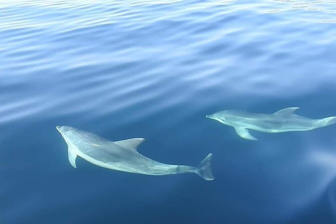 Dolphin Watching in Sesimbra - Leaving Porto Abrigo at 10:00 am