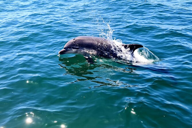 Dolphin Watching in Sesimbra - Watching dolphins without turning them into a show