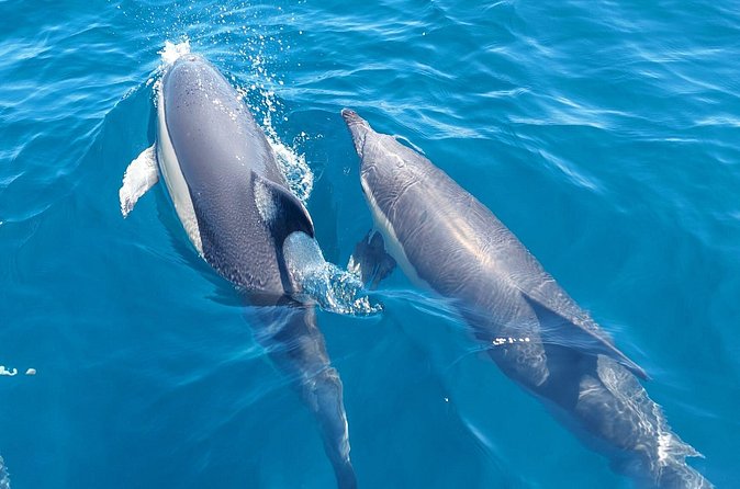 Dolphin Watching in Sesimbra - Fog, rocks, and nearby caves