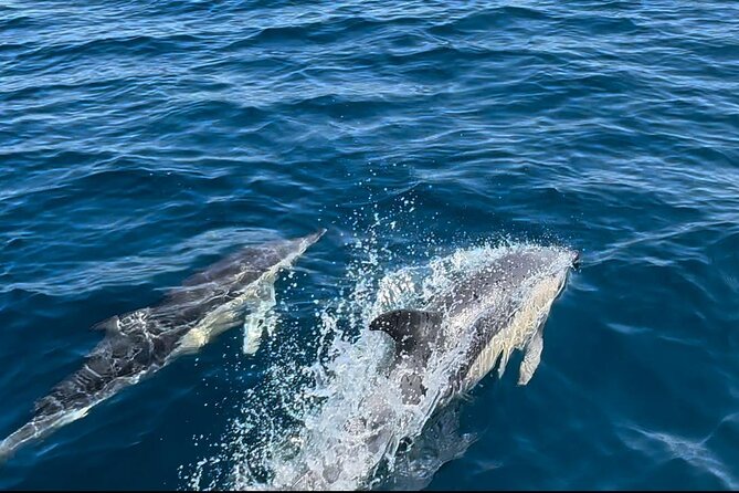 Dolphin Watching in Sesimbra - What the three-hour format really gives you