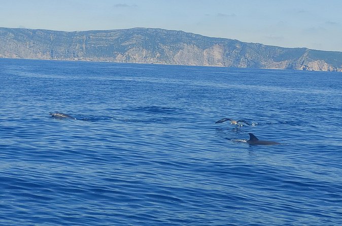 Dolphin Watching in Sesimbra - A small group with room for questions