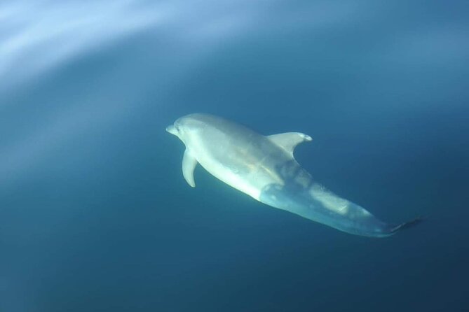 Dolphin Watching in Sesimbra - Is $59.91 a fair price?
