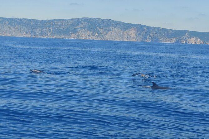 Dolphin Watching in Sesimbra - Who will enjoy this most