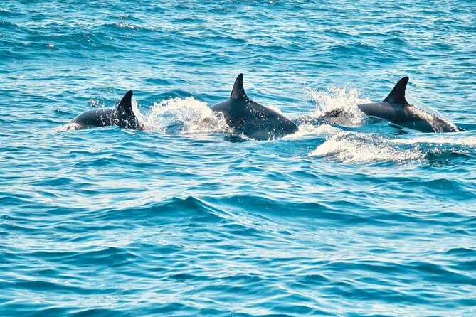 Dolphin Watching in Sesimbra - The first stretch of open water