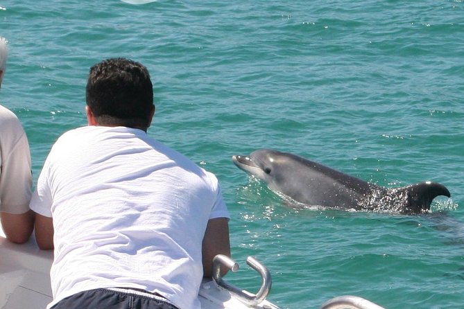 Dolphin Watching in the Wild - Half Day - Key points to know before booking