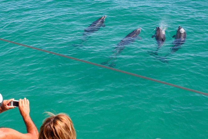 Dolphin Watching in the Wild - Half Day - From Lisbon across the 25 de Abril Bridge
