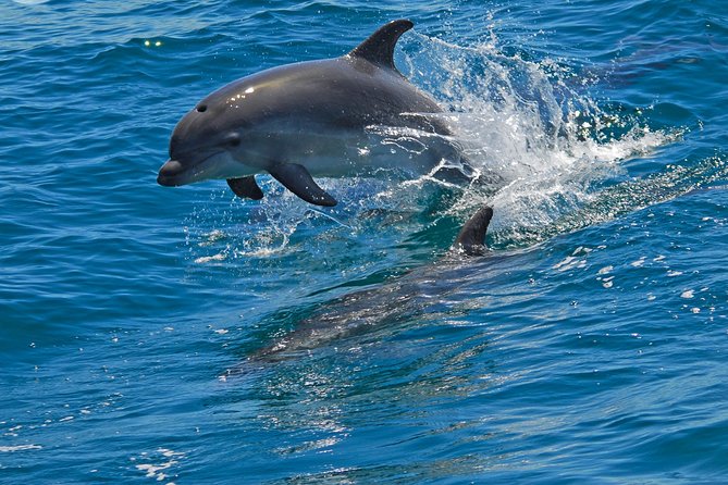 Dolphin Watching in the Wild - Half Day - Is $217.59 a fair price?