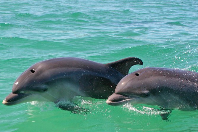 Dolphin Watching in the Wild - Half Day - Who will enjoy this Lisbon outing?