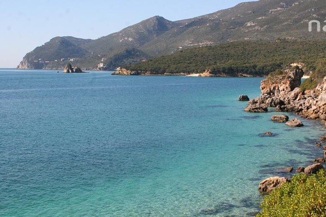 Dolphin Watching in the Wild - Half Day - The strongest part of the experience