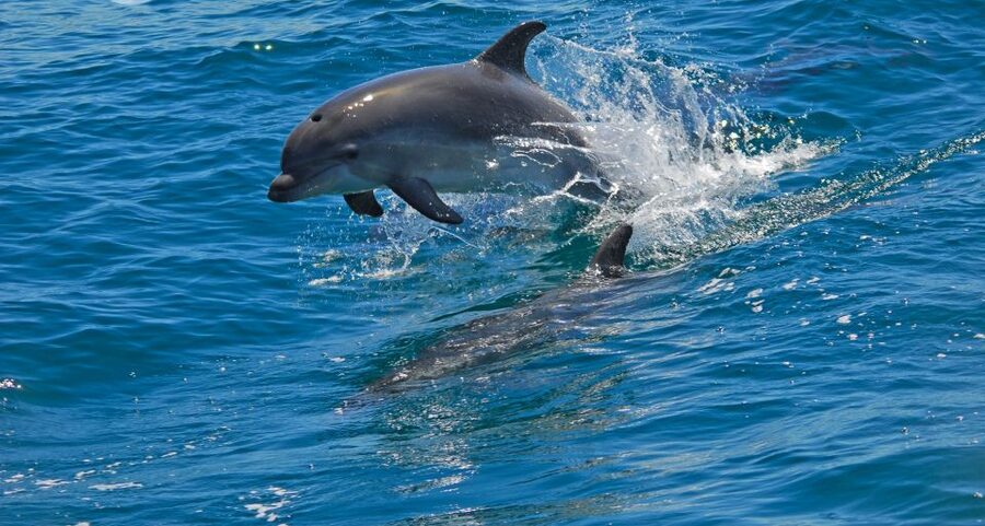 Dolphin Watching in the Wild - Half Day Private Tour - Key points to know before you book