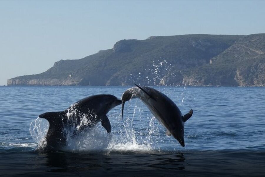 Dolphin Watching in the Wild - Half Day Private Tour - Private vehicle, shared boat