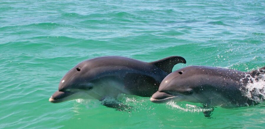 Dolphin Watching in the Wild - Half Day Private Tour - Is $213 per person good value?
