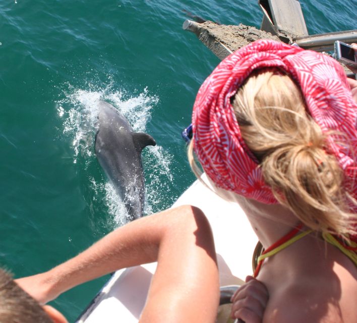 Dolphin Watching in the Wild - Half Day Private Tour - Who will enjoy this half-day outing