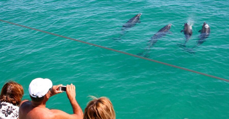 Dolphin Watching in the Wild - Half Day Private Tour - Setúbal and the Sado Estuary