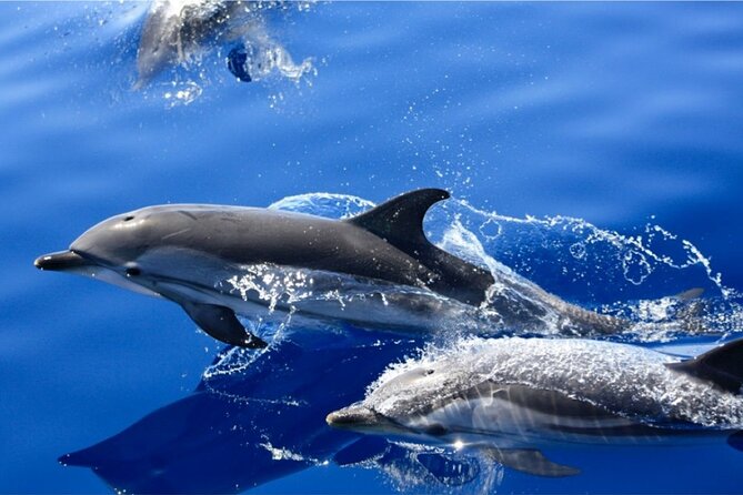 Dolphin Watching Mini Cruise and Snorkeling from Lanzarote - Leaving Puerto del Carmen on the Biosfera Jet