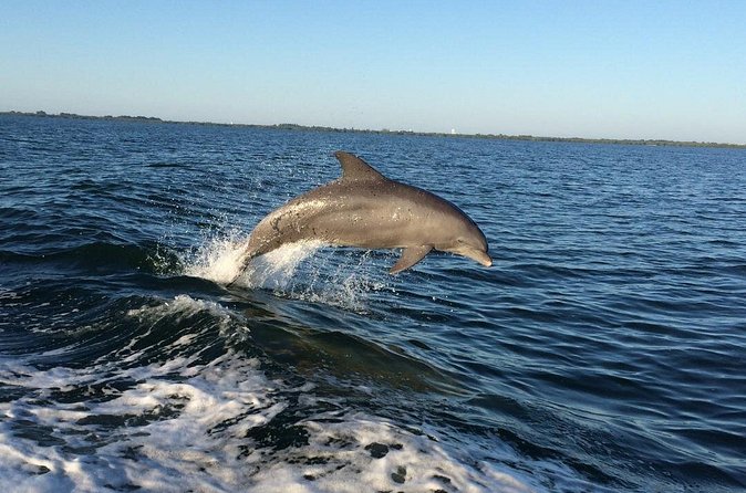 Dolphin Watching Nature Cruise and Eco Tour from Hubbard's Marina in John's Pass - Finding dolphins in the wild