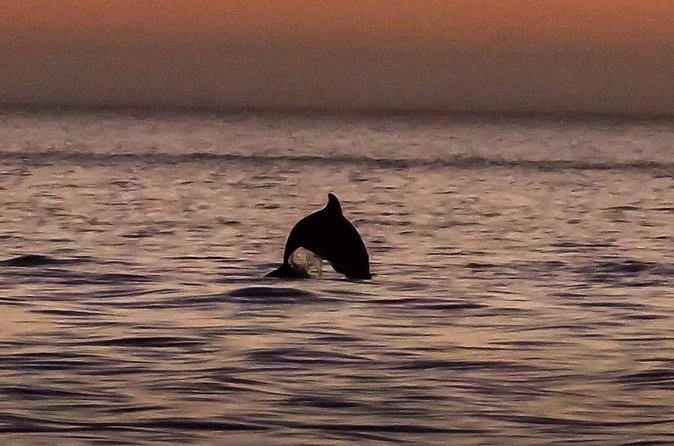 Dolphin Watching Nature Cruise and Eco Tour from Hubbard's Marina in John's Pass - Is $29 a fair price?