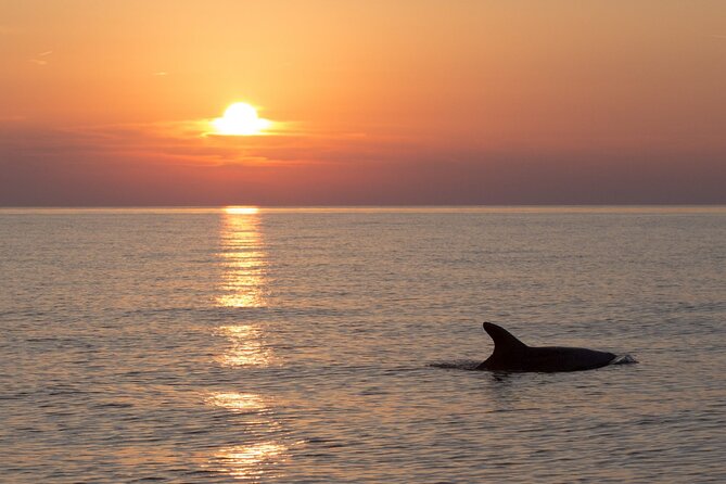 DOLPHIN WATCHING | Pula Boat - Key points at a glance