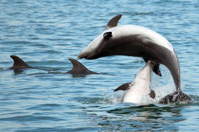 DOLPHIN WATCHING | Pula Boat - Setting out from Pula’s Vallelunga area
